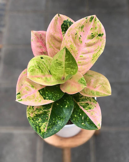 Aglaonema 'Emerald' - Timeless & Lush Tropical Houseplant