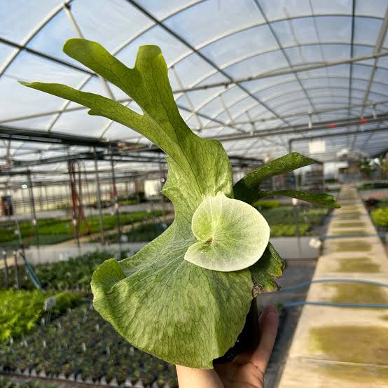 Platycerium grande - Rare Exotic Staghorn Fern