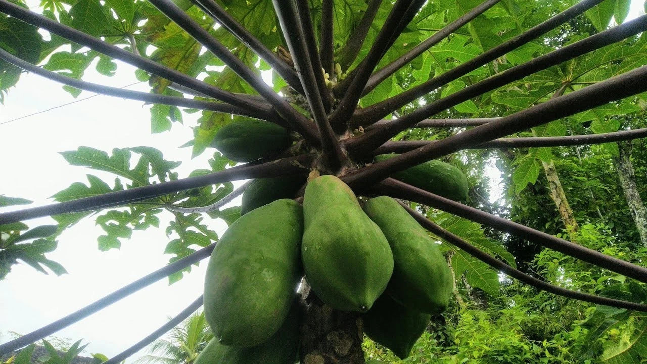 Wulung Purple Stem Papaya Seeds (Carica papaya / 150+ Premium Ornamental & Sweet Tropical Fruit Seeds) – Premium Exotic Botanical Specimen Plant Seeds for Planting