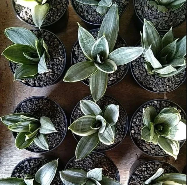 Sansevieria Silver Frost – Rare Tropical Silver Snake Plant Specimen (Sansevieria trifasciata / Dracaena trifasciata)