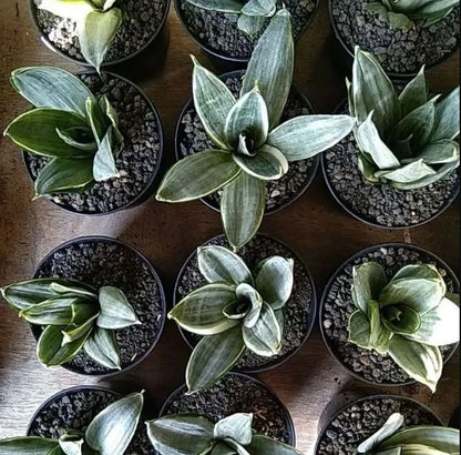Sansevieria Silver Frost – Rare Tropical Silver Snake Plant Specimen (Sansevieria trifasciata / Dracaena trifasciata)