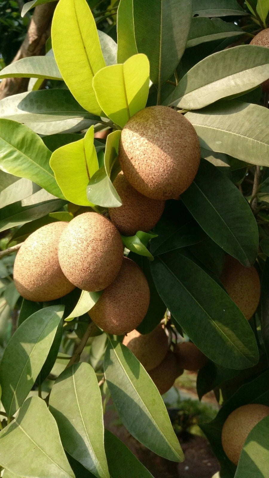 Bali Sapodilla Seeds (Manilkara zapota) – 35+ Premium Sweet Bali Chikoo Seeds
