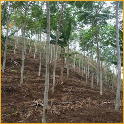 50+ Schizolobium amazonicum Seeds (Brazilian Fern Tree / Parica / Sengon Buto) – Premium Fast-Growing Timber & Agroforestry Seeds for Planting