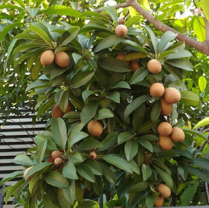Oxkutzcab Sapodilla (Manilkara zapota) – 35+ Premium Seeds (Chikoo)
