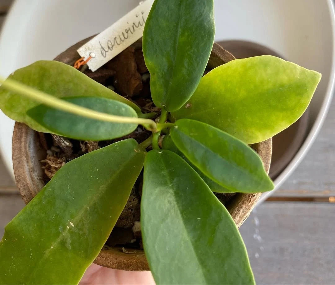 Hoya Darwinii - Rare & Exquisite Tropical Wax Plant