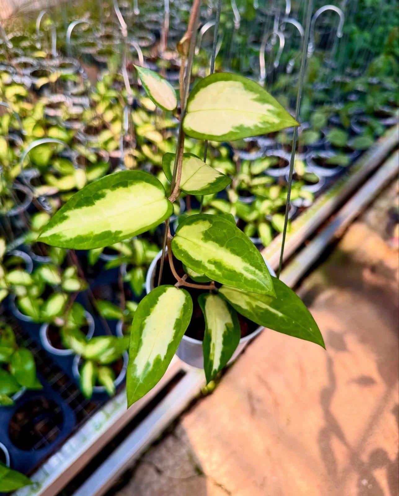 Hoya Verticillata Sp. Panglai 'Inner Variegated' – Rare Tropical Indoor Outdoor Wax Plant Certified Live Specimen for Planting