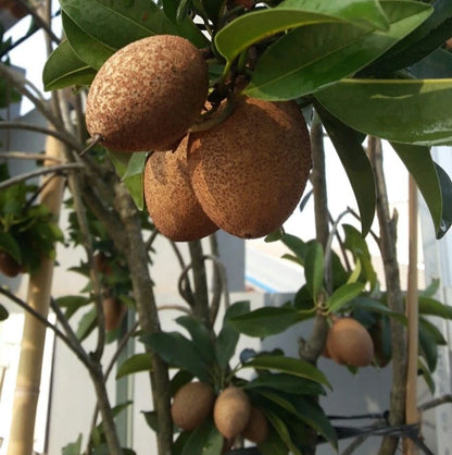 Bangsai Sapodilla Seeds (Manilkara zapota) – 35+ Premium Chikoo Seeds
