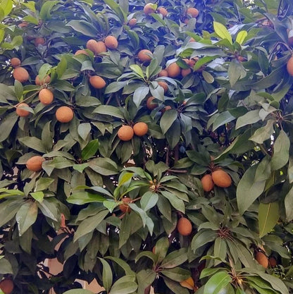 Chiku Centro Sapodilla Seeds (Manilkara zapota) – 35+ Premium Chikoo Seeds