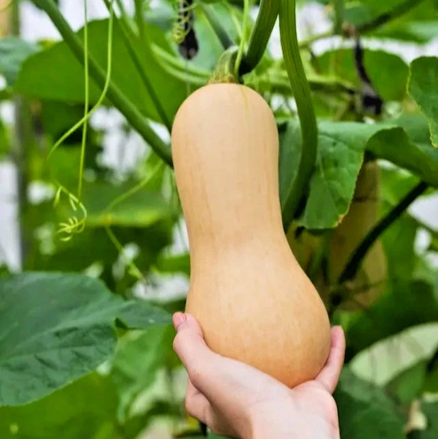 Premium Butternut Squash Seeds (Cucurbita moschata) – 100++ Premium Heirloom Honeynut Squash / Mini Butternut Seeds for Planting