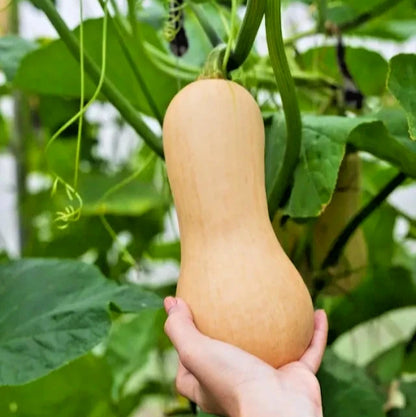 Premium Butternut Squash Seeds (Cucurbita moschata) – 100++ Premium Heirloom Honeynut Squash / Mini Butternut Seeds for Planting