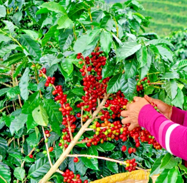 2000+ Premium Coffee Seeds (Coffea sp. Pacamara) – Certified Heirloom Pacamara Coffee Bean Seeds for Planting