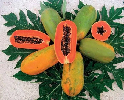 150+ Red Delima Papaya Seeds (Carica papaya var. 'Delima') – Premium Sweet Ruby-Red Flesh Tropical Fruit Tree Seeds for Planting