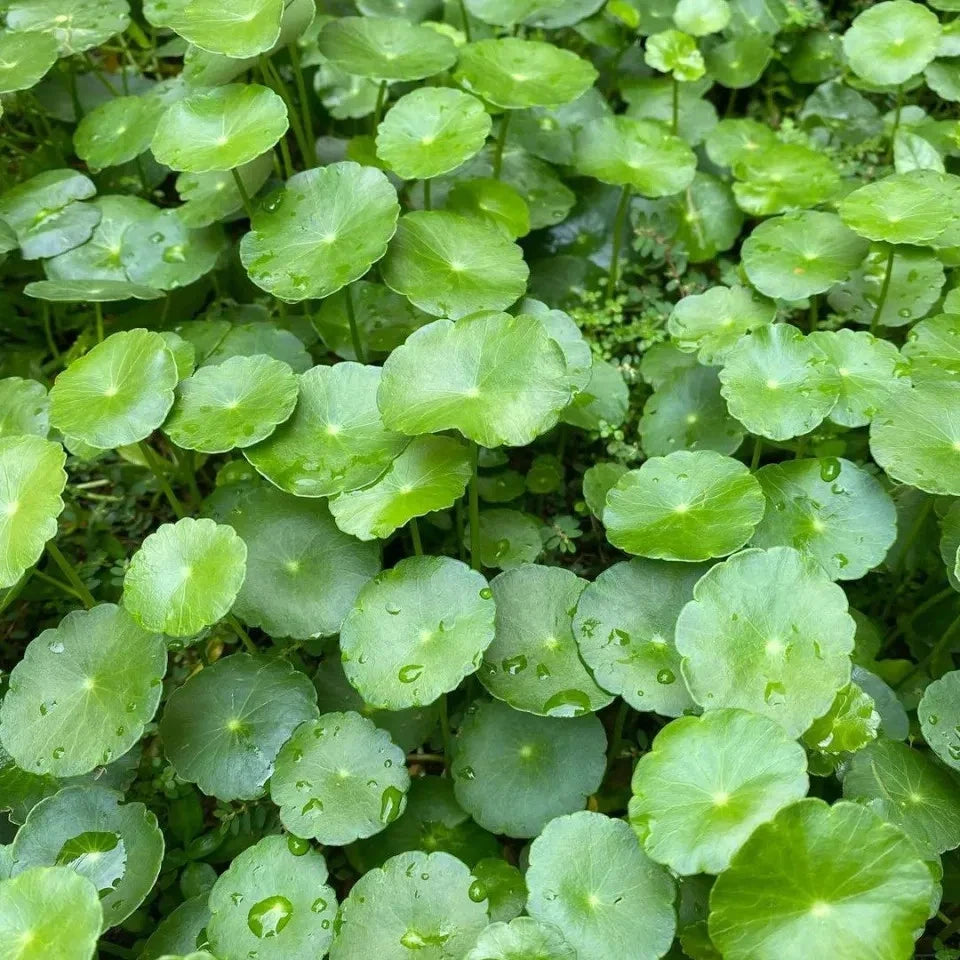 50+ Gotu Kola Seeds | Pegagan | Centella Asiatica | Medicinal Herb Seeds | Easy to Grow