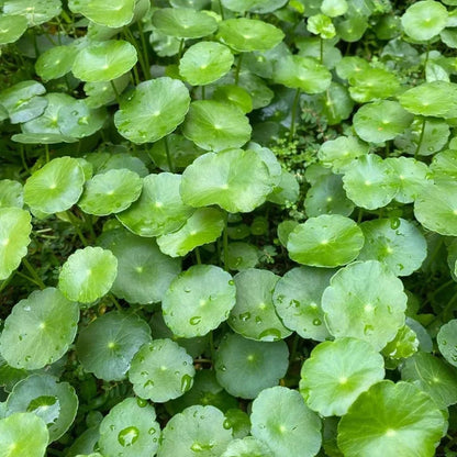 50+ Gotu Kola Seeds | Pegagan | Centella Asiatica | Medicinal Herb Seeds | Easy to Grow
