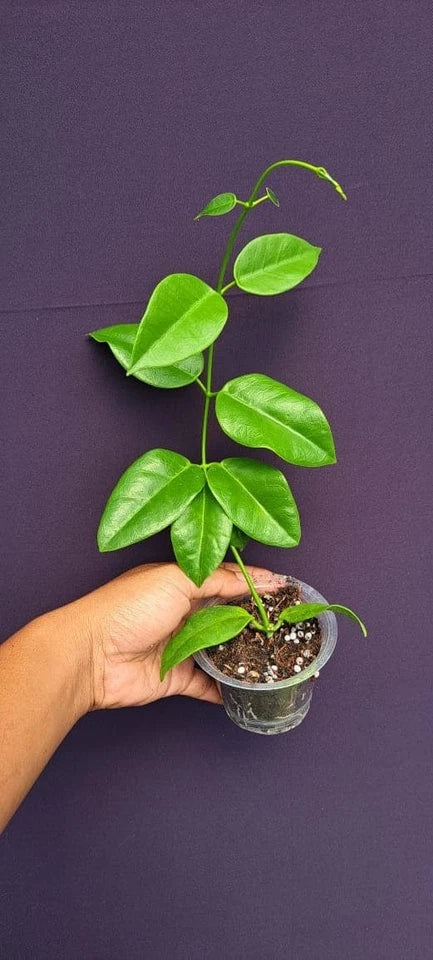 Hoya Lauterbachii sp Papua Rare Wax Plant | Tropical Indoor Outdoor Hoya | Exotic Collector Houseplant