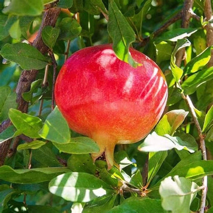 100+ Ganesh Pomegranate Seeds (Punica granatum var. 'Ganesh') – Premium Soft-Seeded & Sweet Indian Fruit Tree Seeds for Planting