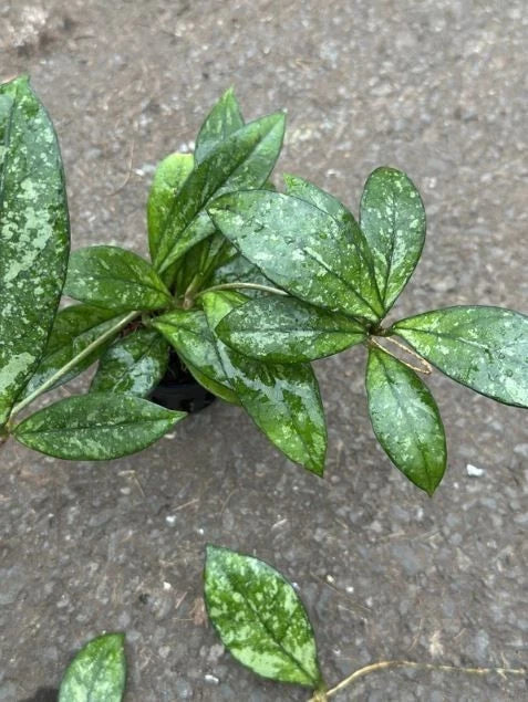 Stunning Hoya Crassipetiolata Splash – Rare Tropical Indoor & Outdoor Wax Plant