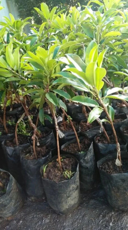 Grafted Sedan Sapodilla Tree - Sweet & Productive Tropical Fruit
