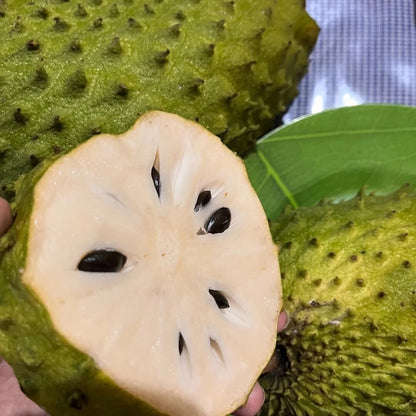 100+ Madu Soursop Seeds (Annona muricata / Sweet Honey Graviola / Indonesian Premium Fruit) – Premium Exotic Fruit Tree & Orchard Seeds for Planting