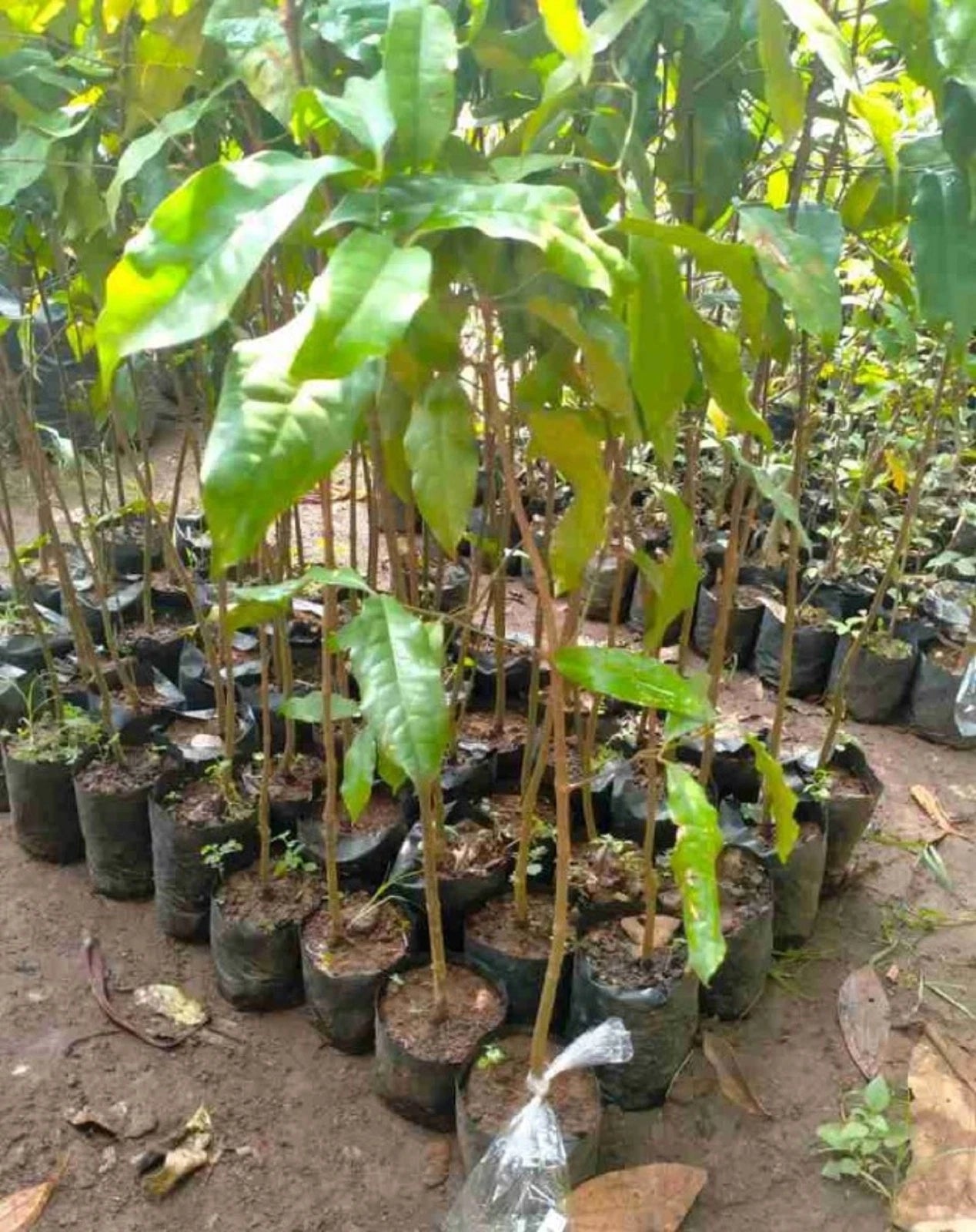 Melinjo Grafted - Premium Gnetum Gnemon Tropical Fruit Tree