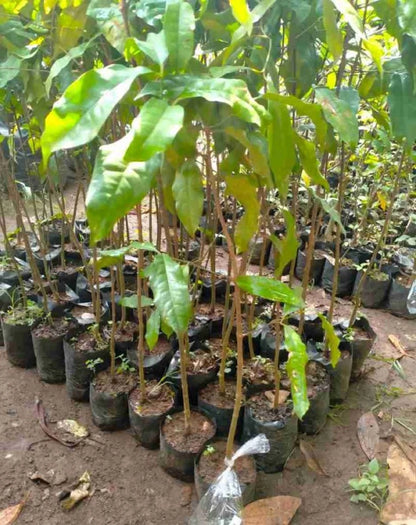 Melinjo Grafted - Premium Gnetum Gnemon Tropical Fruit Tree