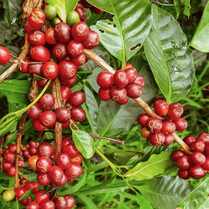 Fresh Typica Indian Coffee Seeds (Coffea arabica var. Typica) – Certified Heirloom Indian Arabica Coffee Bean Seeds for Planting (120 Pcs)