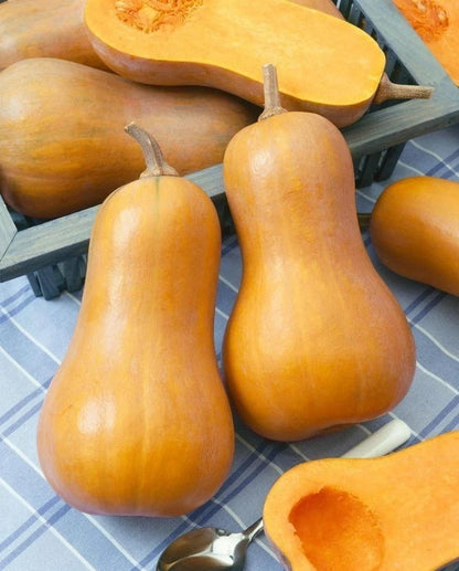 Butternut Squash Seeds (Cucurbita moschata) – 1,000+ Premium Seeds for Planting