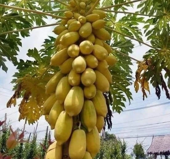 Golden King Papaya Seeds (Carica papaya 'Golden King') – 150+ Premium Fresh Exotic Sweet Golden King Papaya Seeds