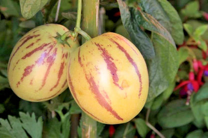 Premium 'Golden' Pepino Melon Seeds (Solanum muricatum) – Elite Andean Heirloom Fruit Seeds (100+ Count)