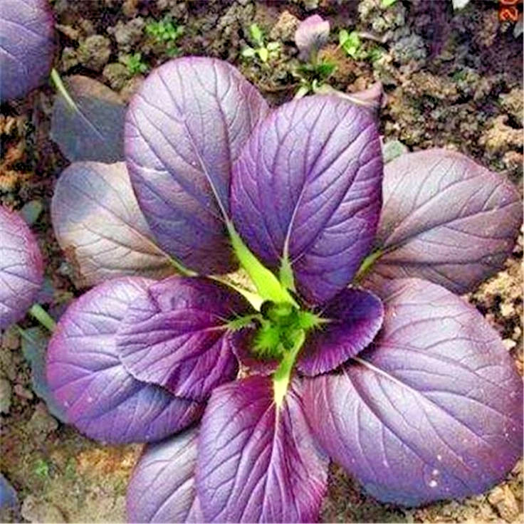Bulk Red Pak Choy Seeds (Brassica rapa subsp. chinensis) – 2,000+ Premium Fresh Rare Exotic Purple-Red Ruby Bok Choy Seeds for Planting