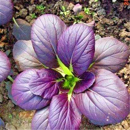 Bulk Red Pak Choy Seeds (Brassica rapa subsp. chinensis) – 2,000+ Premium Fresh Rare Exotic Purple-Red Ruby Bok Choy Seeds for Planting