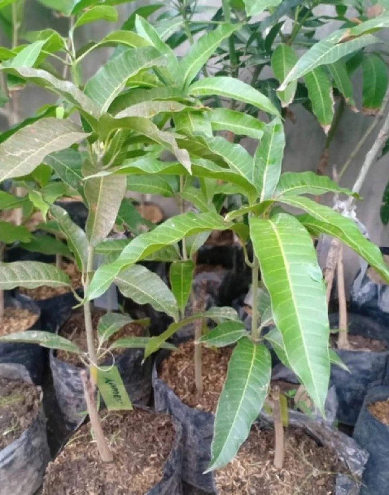 Premium Grafted Yuwen Mango Fruit Tree - Rare Taiwanese Tropical Mango