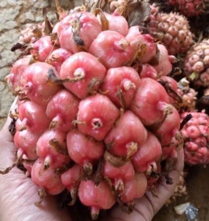 100++ Pink Torch Ginger Seeds (Etlingera elatior var. Rosea / Porcelain Rose / Red Ginger Lily) – Premium Exotic Flower & Ornamental Garden Seeds for Planting