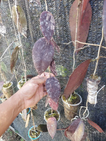 Hoya Caudata Red Aceh Splash Rare Tropical Wax Plant (Sumatran Speckled Epiphytic Vine Specimen) – Premium Botanical Houseplant Seeds & Cuttings for Growing