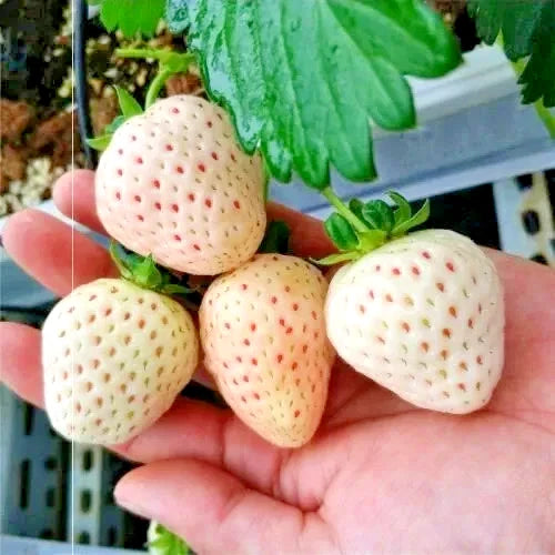 250+ White Strawberry Seeds | Fragaria × Ananassa | Big Sweet Pineberry Fruit | Garden Planting