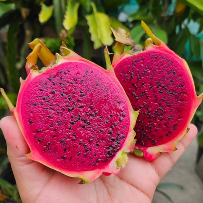 Rainbow Dragon Fruit 21+ Cuttings | Rainbow Pitaya Live Cuttings | Exotic Cactus Plant | FREE SHIPPING