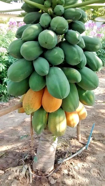 1.000+ Dwarf Red Lady Papaya Seedss (Carica papaya) For Planting