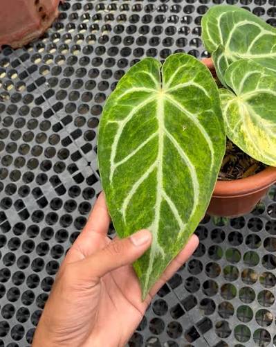 Anthurium Magnificum x Silver Blush – Premium Variegated Hybrid