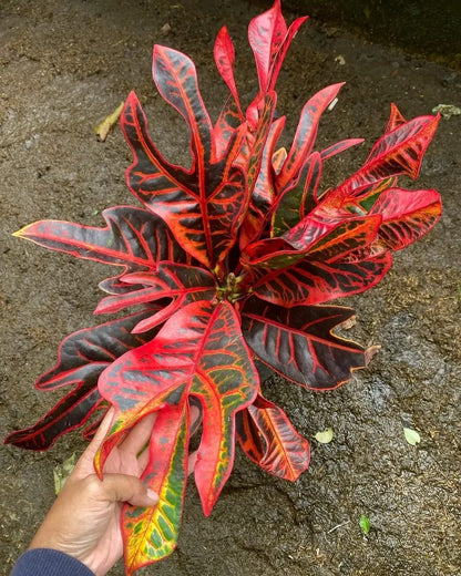 Rare Croton ‘Red Jet’ | Codiaeum Variegatum | Vibrant Red Tropical Foliage | Exotic Houseplant