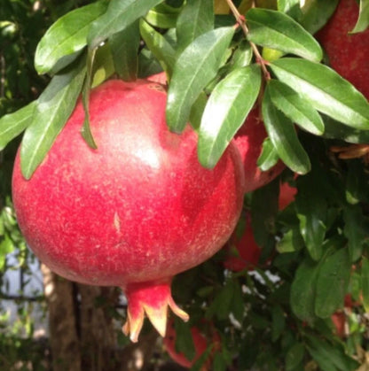 Shisheh Pomegranate Seeds (Punica granatum) – 100 Pcs Premium Fresh Sweet Shisheh-e-Ferdows Pomegranate Seeds