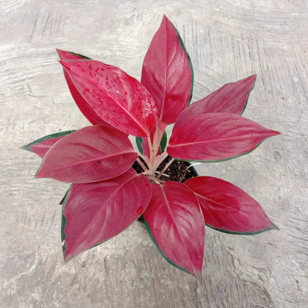 Aglaonema 'RHCP' (Red Hot Chili Pepper) - Vibrant & Unique Tropical Houseplant