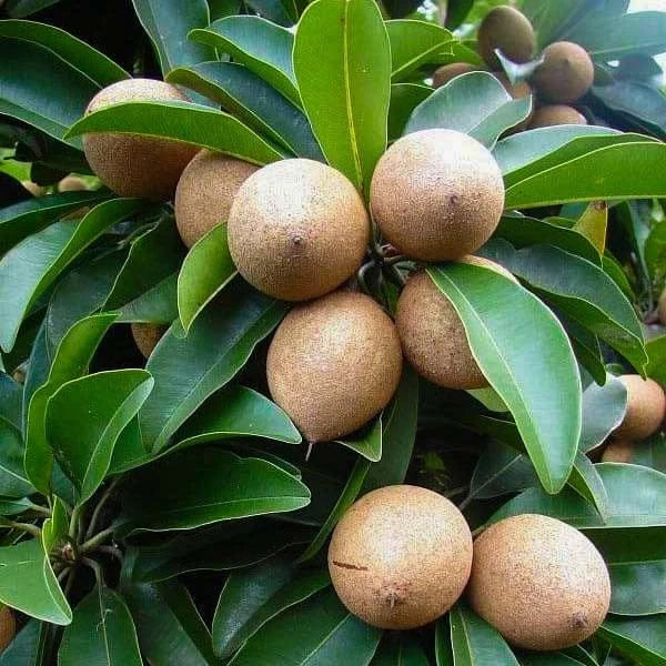 Khun See Sapodilla Seeds (Manilkara zapota) – 35+ Premium Chikoo Seeds