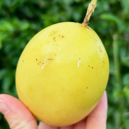 25+ Giant Yellow Passion Fruit Seeds (Passiflora edulis f. flavicarpa) – Sweet Tropical Vine Seeds for Planting