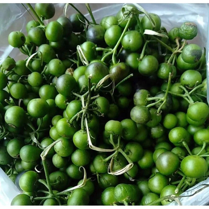 1000+ Black Nightshade Berry Seeds (Solanum nigrum) – Certified Leunca Eggplant & Solanaceae Fruit Crop Seeds for Planting