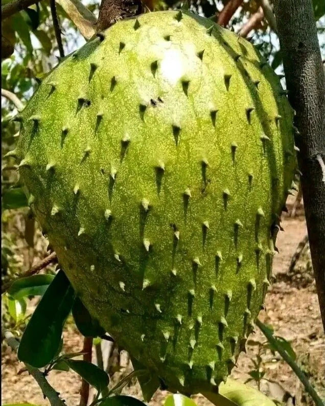 Bulk Amazon Hybrid Soursop Seeds (Annona muricata 'Amazon Hybrid') – 100+ Premium Fresh Rare High-Yield Sweet Soursop Seeds for Planting