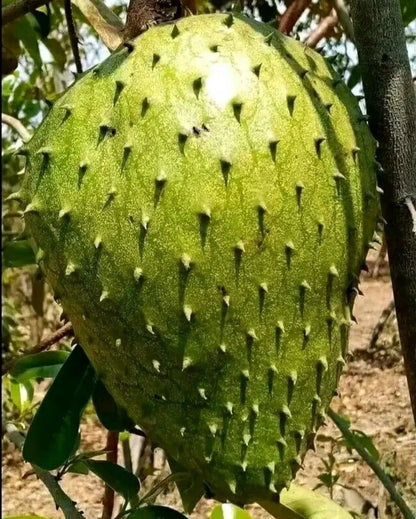 Bulk Amazon Hybrid Soursop Seeds (Annona muricata 'Amazon Hybrid') – 100+ Premium Fresh Rare High-Yield Sweet Soursop Seeds for Planting