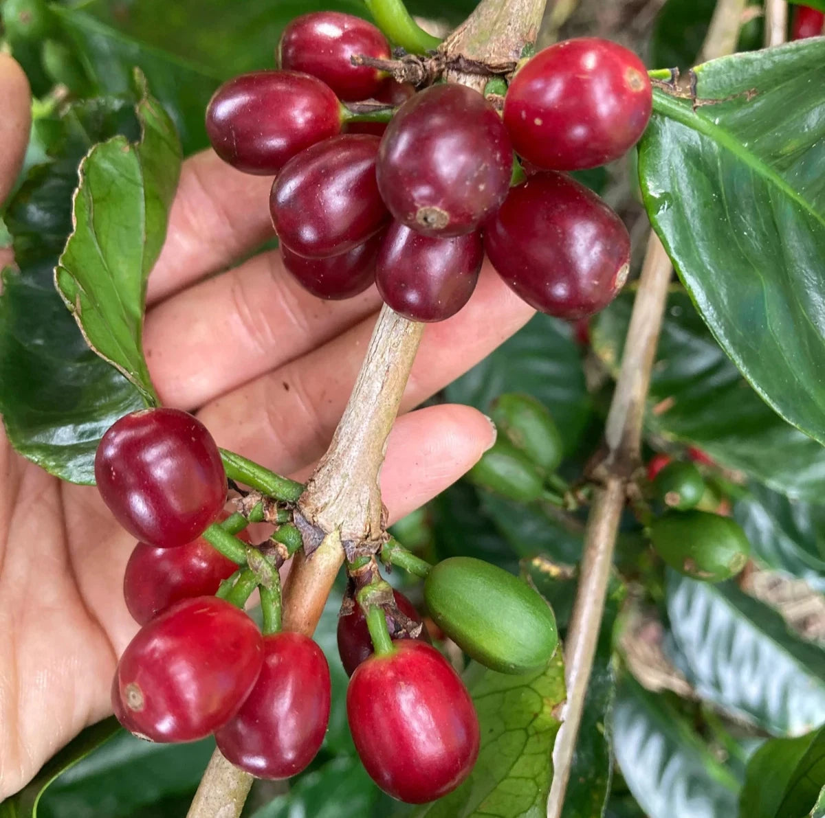 Geisha Guatemala Coffee Seeds (Coffea arabica) – 120+ Premium Rare Gesha Coffee Seeds