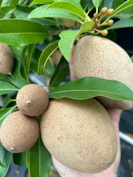 Premium 'Hasya' Sapodilla Seeds (Manilkara zapota) – Elite Extra-Large Fruit 'Chico Zapote' Heirloom Seeds (35 Count)
