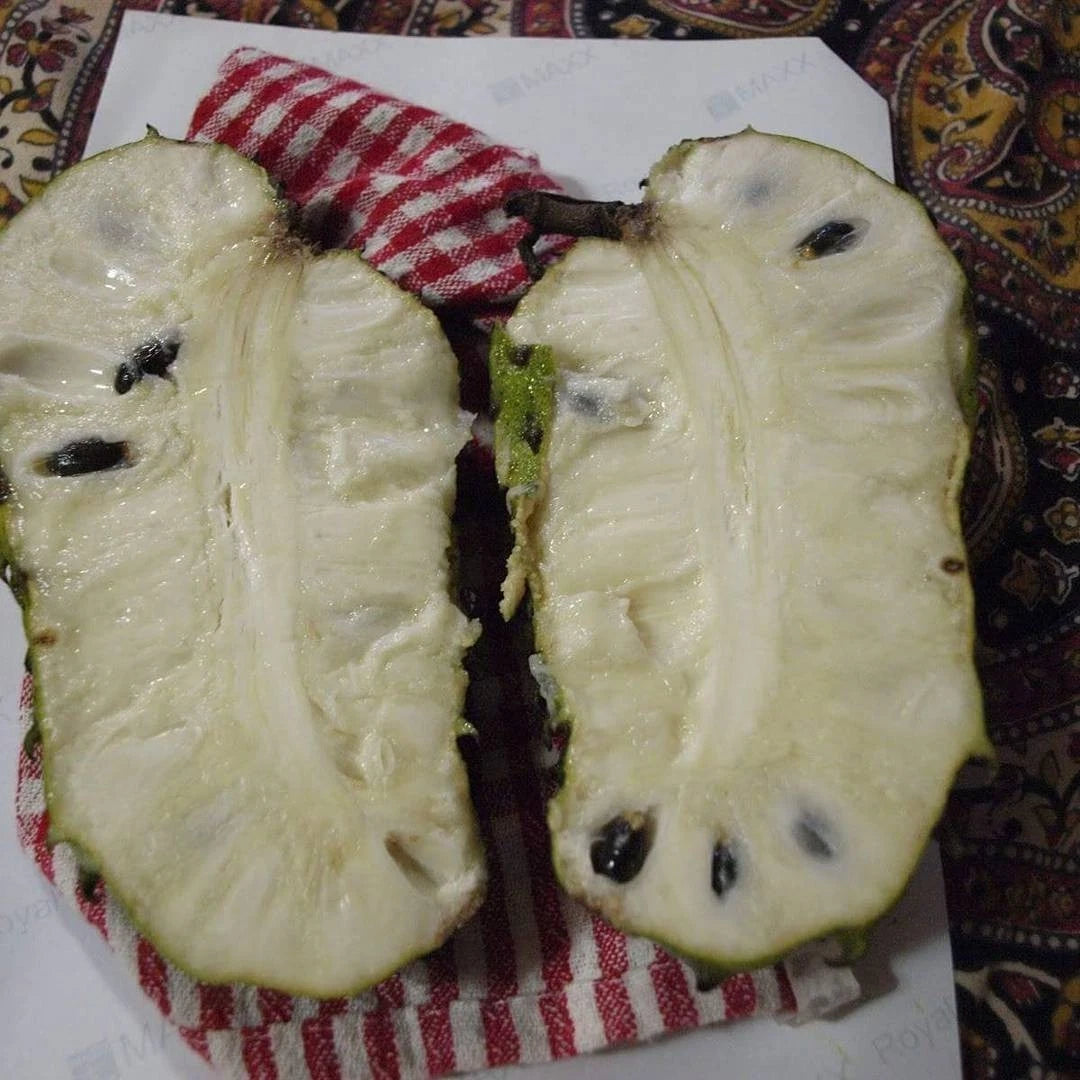 Premium Ratu Giant Soursop Seeds (Annona muricata var. Ratu) – Exotic Giant Custard Apple Fruit Seeds for Planting (100+ Pcs)