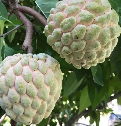 Big Australian Sugar Apple (Annona squamosa) – 100+ Premium Seeds (Sweetsop/Custard Apple)